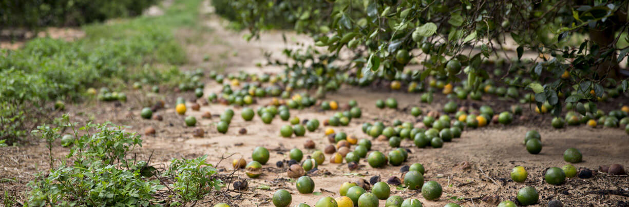 Hurricane Helene's destruction in the Southeastern U.S. is impacting the food industry significantly, as it halts poultry production and damages critical crops like citrus.