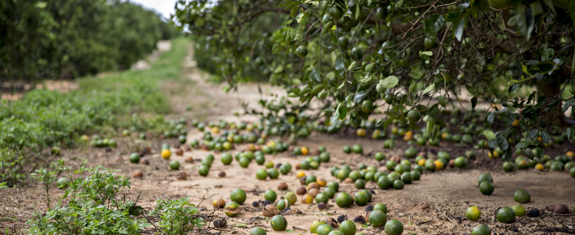 Hurricane Helene's damage strains the food supply chain, particularly for poultry and key agricultural products, impacting both production and prices across the country.