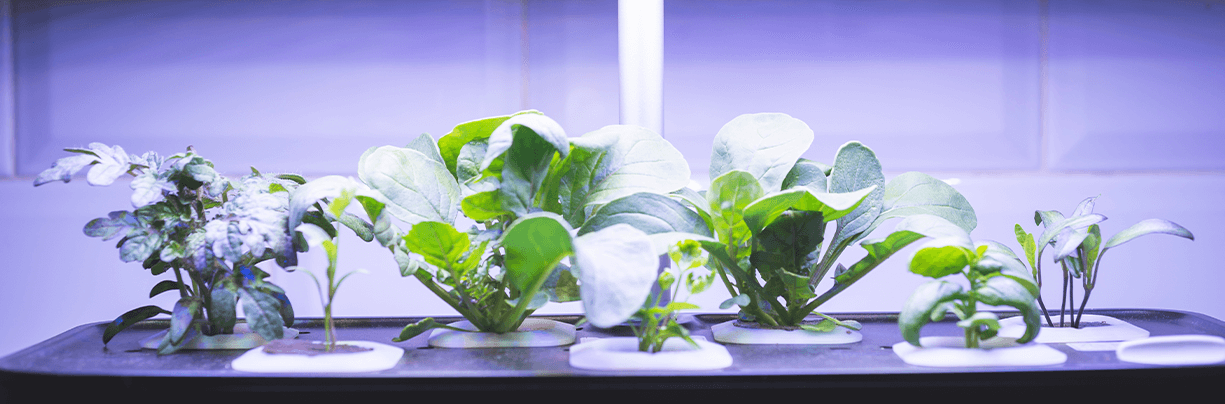 CES 2025 Showcases Tech Innovation in F&B