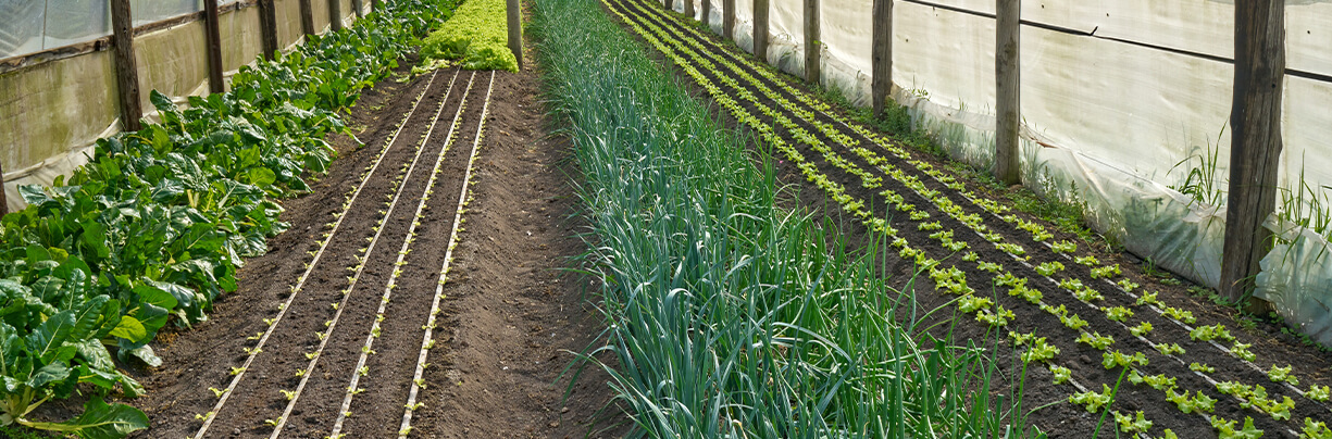 Image of a regenerative agriculture greenhouse.