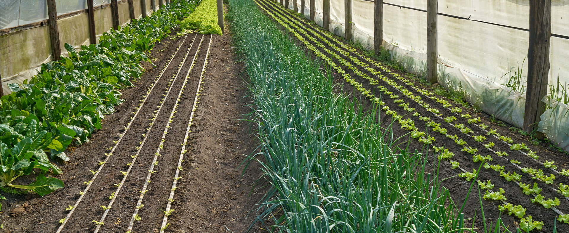 Regenerative agriculture greenhouse.