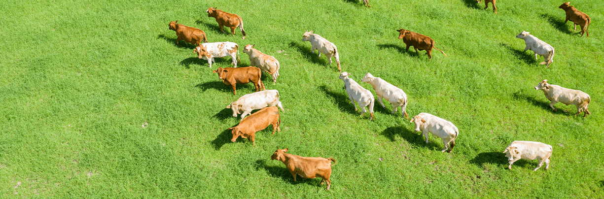 Overhead view of grass-fed beef cattle ranch in the United States