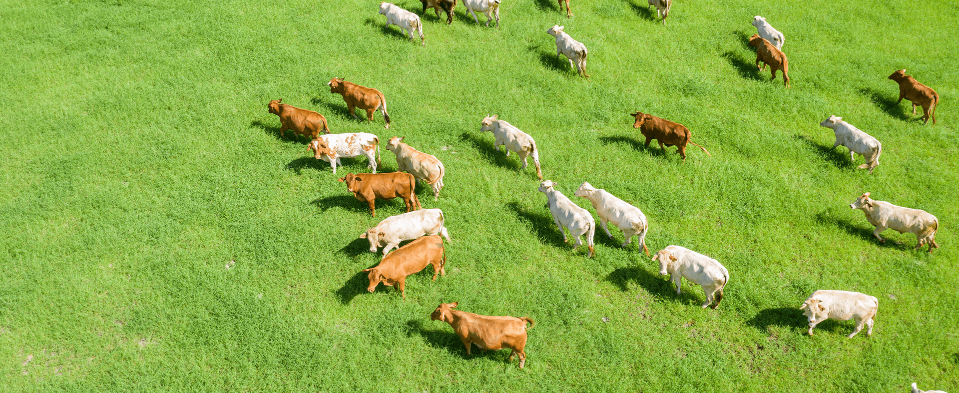 Overhead view of grass-fed beef cattle ranch in the United States